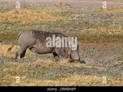 Les warthogs ont des coussinets sur les genoux qu'ils utilisent lorsqu'ils nourrissent. Banque D'Images