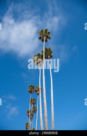 Palmiers tropicaux balancent dans la brise avec fond de ciel bleu sur Santa Cruz Boardwalk Banque D'Images