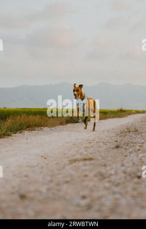 Charmant chien brun en col bleu courant sur une piste de terre au milieu de la rizière contre un ciel nuageux Banque D'Images