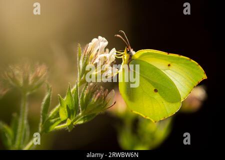 En gros plan magnifique Gonepteryx cléopâtre avec des ailes jaunes se plaçant sur la fleur en fleurs dans le champ Banque D'Images