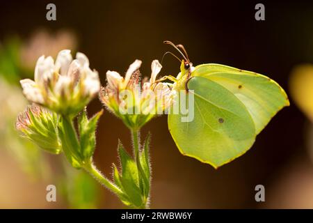 En gros plan magnifique Gonepteryx cléopâtre avec des ailes jaunes se plaçant sur la fleur en fleurs dans le champ Banque D'Images