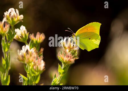 En gros plan magnifique Gonepteryx cléopâtre avec des ailes jaunes se plaçant sur la fleur en fleurs dans le champ Banque D'Images