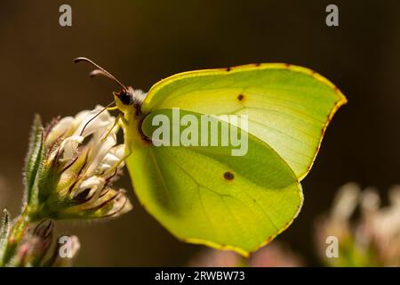 En gros plan magnifique Gonepteryx cléopâtre avec des ailes jaunes se plaçant sur la fleur en fleurs dans le champ Banque D'Images