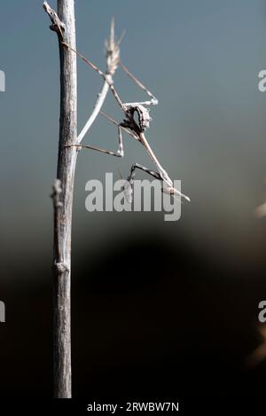 Vue de côté gros plan mantis Conehead assis sur la brindille sèche sur fond flou Banque D'Images