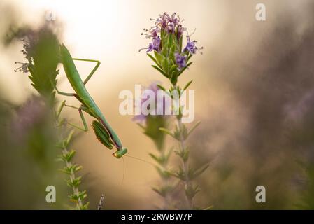 Vue de côté gros plan mantis Conehead assis sur la brindille de plante verte sur fond flou Banque D'Images