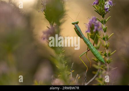 Vue de côté gros plan mantis Conehead assis sur la brindille de plante verte sur fond flou Banque D'Images