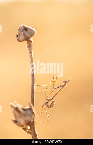 Vue de côté gros plan mantis Conehead assis sur la brindille sèche sur fond flou Banque D'Images