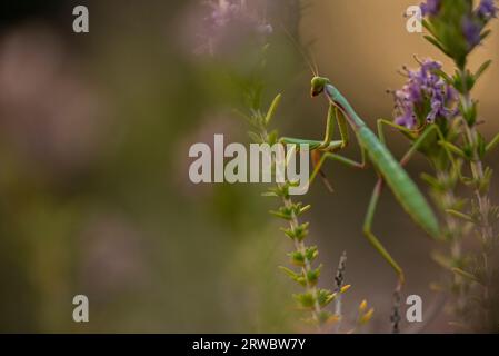 Vue de côté gros plan mantis Conehead assis sur la brindille de plante verte sur fond flou Banque D'Images