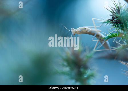 Vue latérale gros plan conehead mantis déversant la peau assis sur la brindille de plante verte sur fond flou Banque D'Images