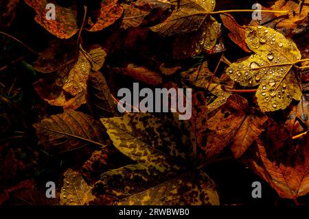 Du dessus fond plein cadre de feuilles dorées sèches sur le sol recouvert de gouttes de pluie à la lumière du soleil Banque D'Images