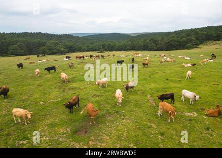 Paysage aérien étonnant de troupeau de vaches paissant sur la colline verte dans la journée nuageuse Banque D'Images