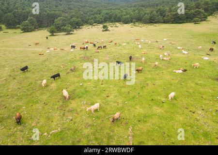 Paysage aérien étonnant de troupeau de vaches paissant sur la colline verte en plein jour Banque D'Images
