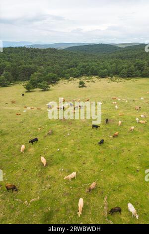 Paysage aérien étonnant de troupeau de vaches paissant sur la colline verte dans la journée nuageuse Banque D'Images