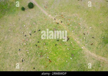 Paysage aérien étonnant de troupeau de vaches paissant sur la colline verte en plein jour Banque D'Images