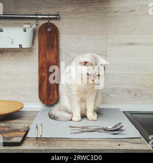 British shorthair silver cat sits cheekily on the kitchen table. Stock Photo