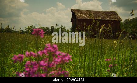 Ancienne grange abandonnée dans une prairie à herbes hautes colorées par une belle journée d'été. Banque D'Images