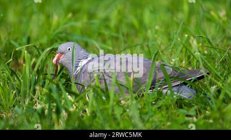 Grand oiseau Columba palumbus aka Common Wood Pigeon chasse les vers dans le pré. république tchèque nature. Banque D'Images