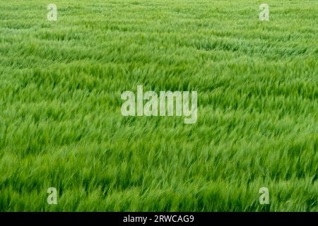 Seigle vert sur le terrain. Vagues de vent sur les oreilles de seigle Banque D'Images