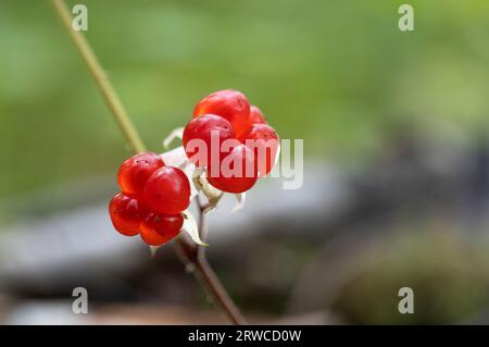 Cerises mûres fraîches sur les branches dans le jardin d'été. Gros plan. Banque D'Images