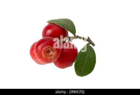 Lingonberry (fruits de Vaccinium vitis-idaea) avec des feuilles sur fond blanc. Banque D'Images