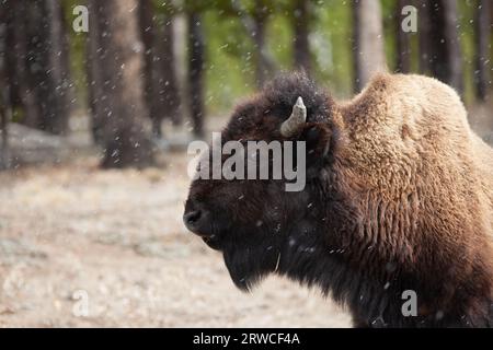 Buffle dans le Parc National de Yellowstone Banque D'Images