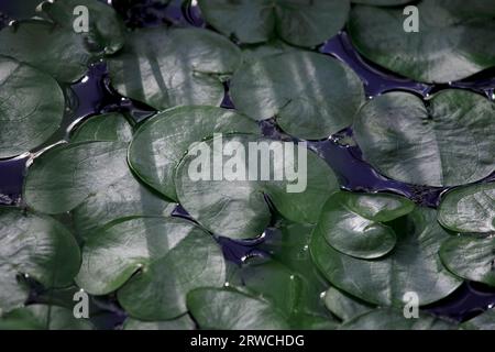 Le nénuphar laisse de la texture à la lumière du matin. Nymphaea, feuilles de nénuphar, flotter dans un étang de près, lotus dans la nature. Motif organique Banque D'Images