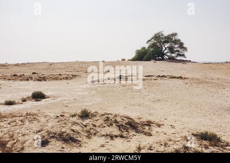 L'arbre de vie, un arbre ghaf vieux de 400 ans dans le désert de Bahreïn. On ne sait pas comment il survit dans le climat aride ; il fait l'objet de nombreuses légendes Banque D'Images