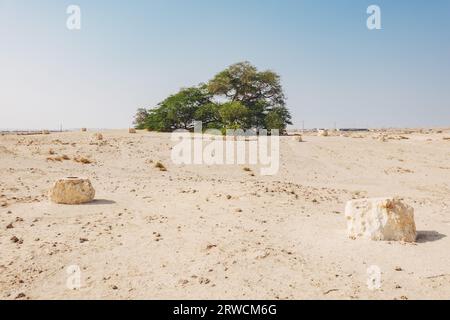 L'arbre de vie, un arbre ghaf vieux de 400 ans dans le désert de Bahreïn. On ne sait pas comment il survit dans le climat aride ; il fait l'objet de nombreuses légendes Banque D'Images