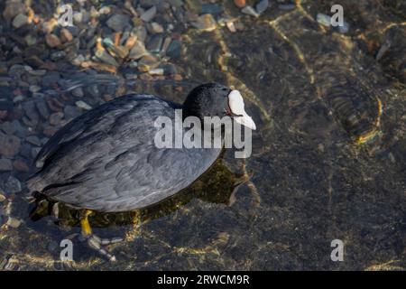 Lugano Suisse, 21 janvier 2023 : un pied eurasien (Fulica Atra) sur le lac de Lugano dans l'eau du lac de Lugano en Suisse. Banque D'Images