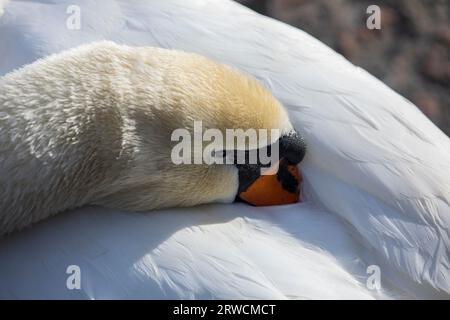 Lugano Suisse, 21 janvier 2023 : Cygne muet (Cygnus olor), dans l'eau, lac de Lugano, canton du Tessin, Suisse. Banque D'Images