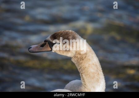 Lugano Suisse, 21 janvier 2023 : Cygne muet (Cygnus olor), dans l'eau, lac de Lugano, canton du Tessin, Suisse. Banque D'Images