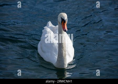 Lugano Suisse, 21 janvier 2023 : Cygne muet (Cygnus olor), dans l'eau, lac de Lugano, canton du Tessin, Suisse. Banque D'Images