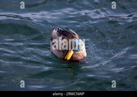 Lugano Suisse, 21 janvier 2023 : magnifique canard colvert mâle drake dans l'eau du lac de Lugano en Suisse. Banque D'Images