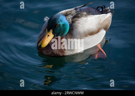 Lugano Suisse, 21 janvier 2023 : magnifique canard colvert mâle drake dans l'eau du lac de Lugano en Suisse. Banque D'Images