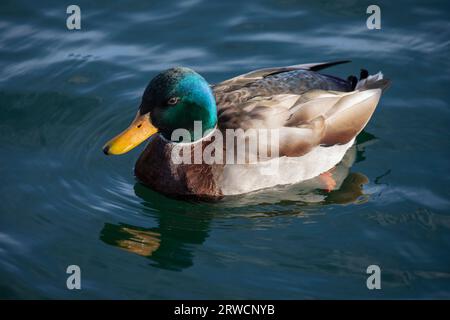 Lugano Suisse, 21 janvier 2023 : magnifique canard colvert mâle drake dans l'eau du lac de Lugano en Suisse. Banque D'Images