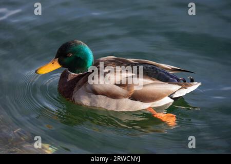 Lugano Suisse, 21 janvier 2023 : magnifique canard colvert mâle drake dans l'eau du lac de Lugano en Suisse. Banque D'Images