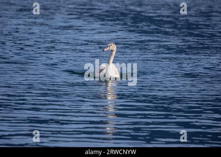 Lugano Suisse, 21 janvier 2023 : Cygne muet (Cygnus olor), dans l'eau, lac de Lugano, canton du Tessin, Suisse. Banque D'Images