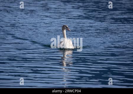 Lugano Suisse, 21 janvier 2023 : Cygne muet (Cygnus olor), dans l'eau, lac de Lugano, canton du Tessin, Suisse. Banque D'Images