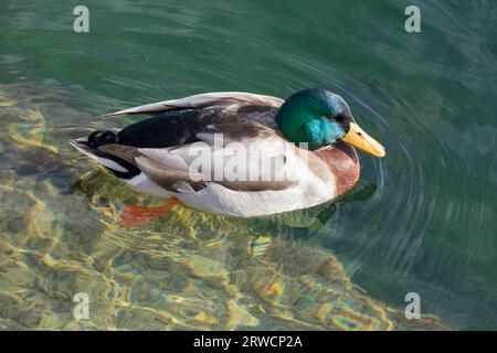 Lugano Suisse, 21 janvier 2023 : magnifique canard colvert mâle drake dans l'eau du lac de Lugano en Suisse. Banque D'Images