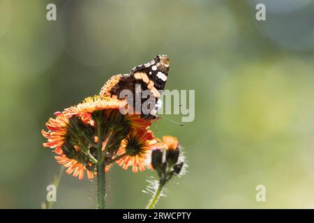 Un papillon amiral rouge (Vanessa Atalanta) se nourrissant de fleurs de renard et oursons (Pilosella aurantiaca) Banque D'Images