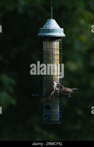 Un Moineau adulte (passer Montanus) nourrit ses jeunes perchés sur une mangeoire à graines d'oiseaux du jardin Banque D'Images