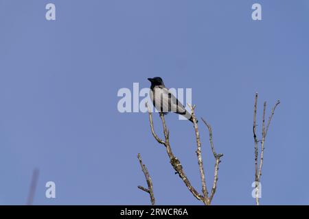 Corvus corone famille Corvidés Genus Corvus Carrion Crow Hooded Crow Wild nature Bird photographie, image, papier peint Banque D'Images