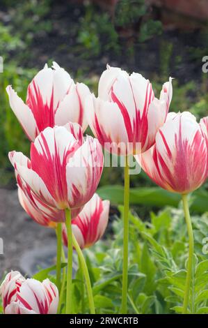 Gros plan de Tulipa Carnaval de Rio. Tulipe blanche et rouge bicolore à fleurs tardives appartenant au groupe de tulipes Triomph Division 3 Banque D'Images