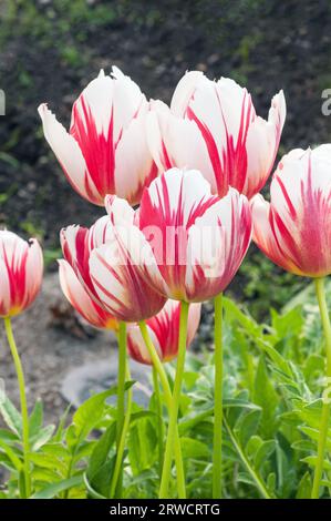 Gros plan de Tulipa Carnaval de Rio. Tulipe blanche et rouge bicolore à fleurs tardives appartenant au groupe de tulipes Triomph Division 3 Banque D'Images