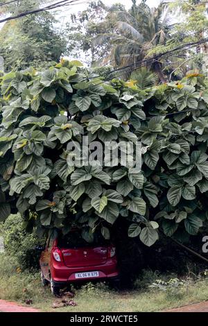 THENKASI, INDE - 8 OCTOBRE 2022 : voiture rouge garée sous un arbre vert Banque D'Images