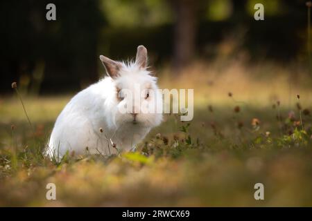 Portrait de lapin blanc sur Meadow pendant l'été. Faible profondeur de champ de mignon Furry Bunny à l'extérieur. Banque D'Images