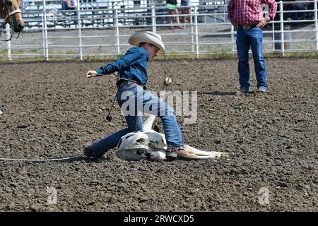 EMPORIA, KANSAS - 17 SEPTEMBRE 2023 lors de l'événement de cordage de veau Stone Newell d'Oskaloosa monte son cheval et lassonne le veau au sol, puis attache les jambes ensemble Banque D'Images