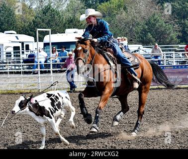 EMPORIA, KANSAS - 17 SEPTEMBRE 2023 lors de l'événement de cordage de veau Stone Newell d'Oskaloosa monte son cheval et lassonne le veau au sol, puis attache les jambes ensemble Banque D'Images