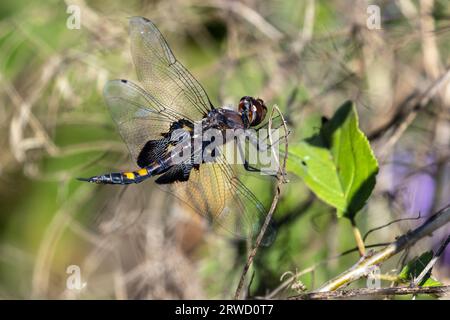 Gros plan de Black Saddlebags Dragonfly Perching, Presqu'ile provincial Park, Ontario, Canada Banque D'Images