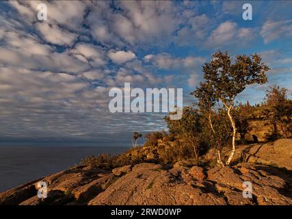 Les bouleaux se détachent dans la lumière du matin sur les promontoires de la rive nord du Minnesota au parc d'État de Tettegouche, comté de Cook, Minnesota Banque D'Images